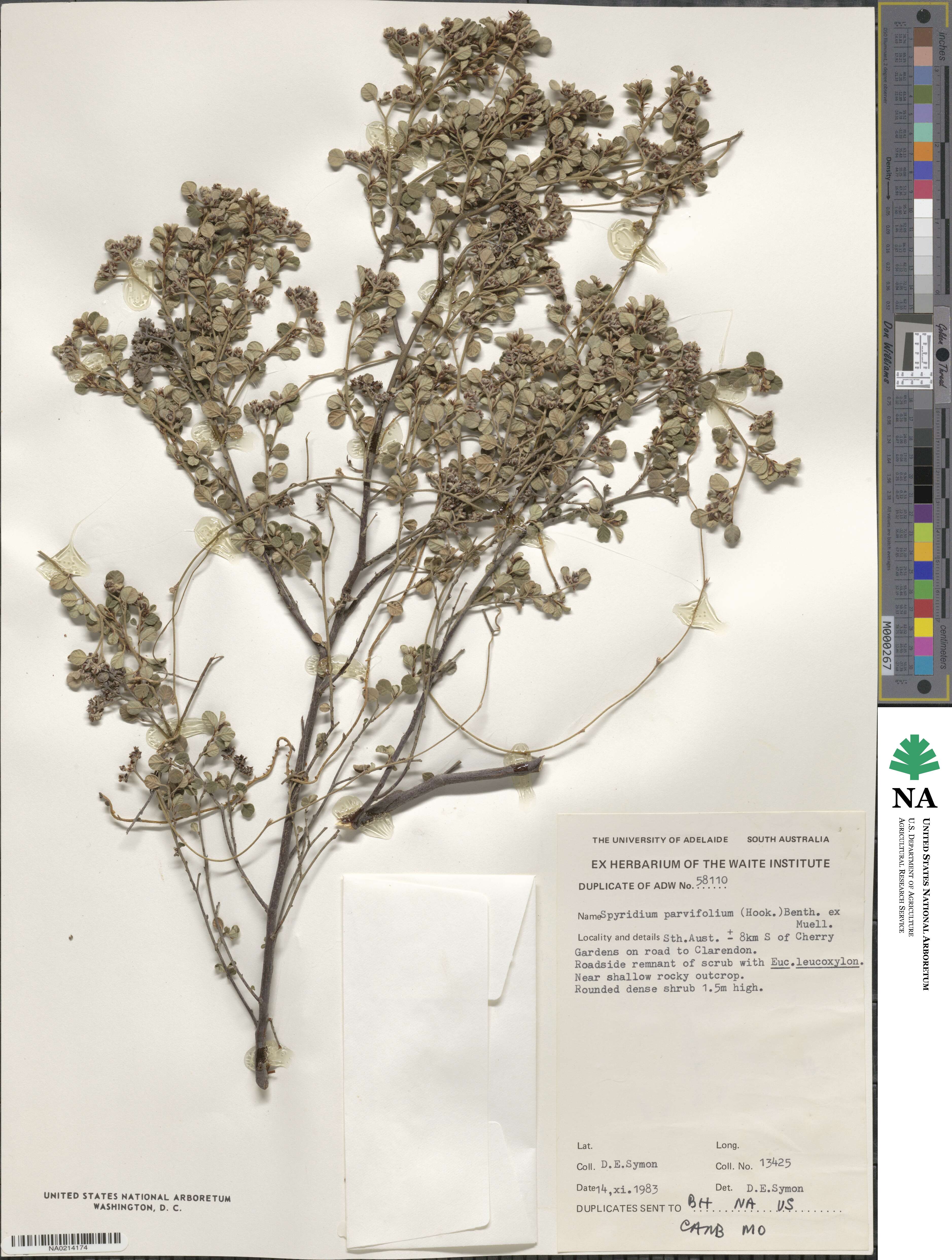 Cryptandra parvifolia image