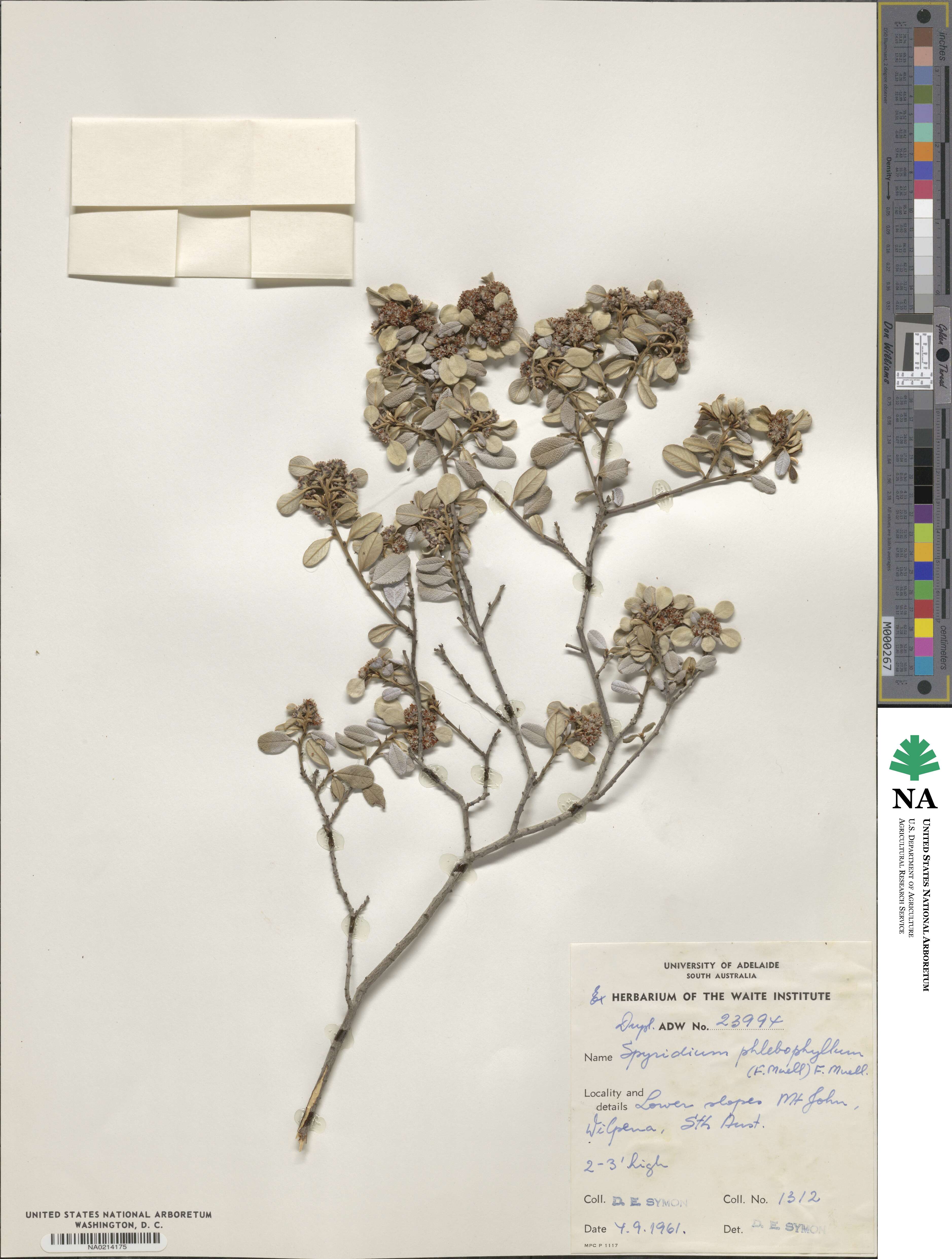 Spyridium phlebophyllum image