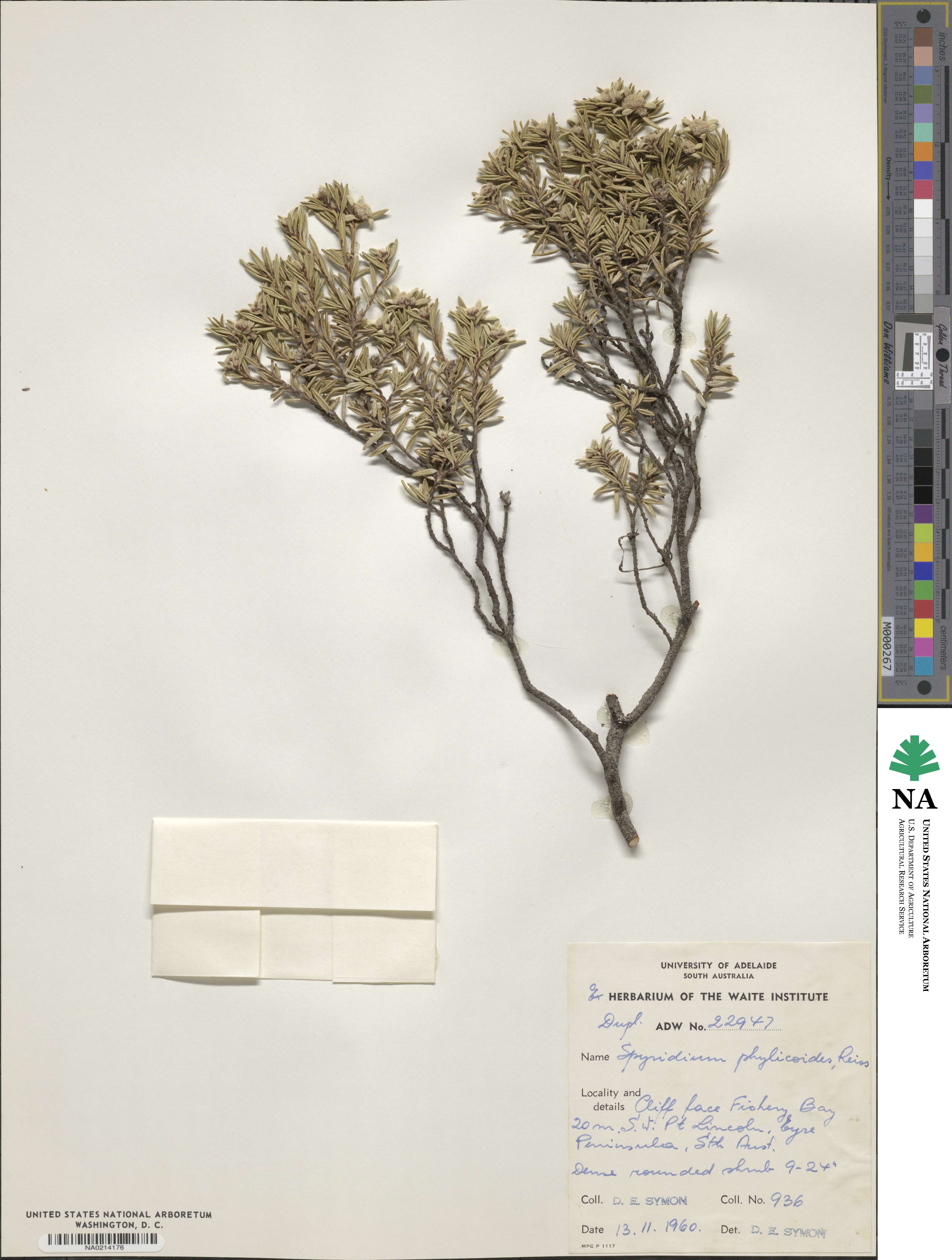 Spyridium phylicoides image