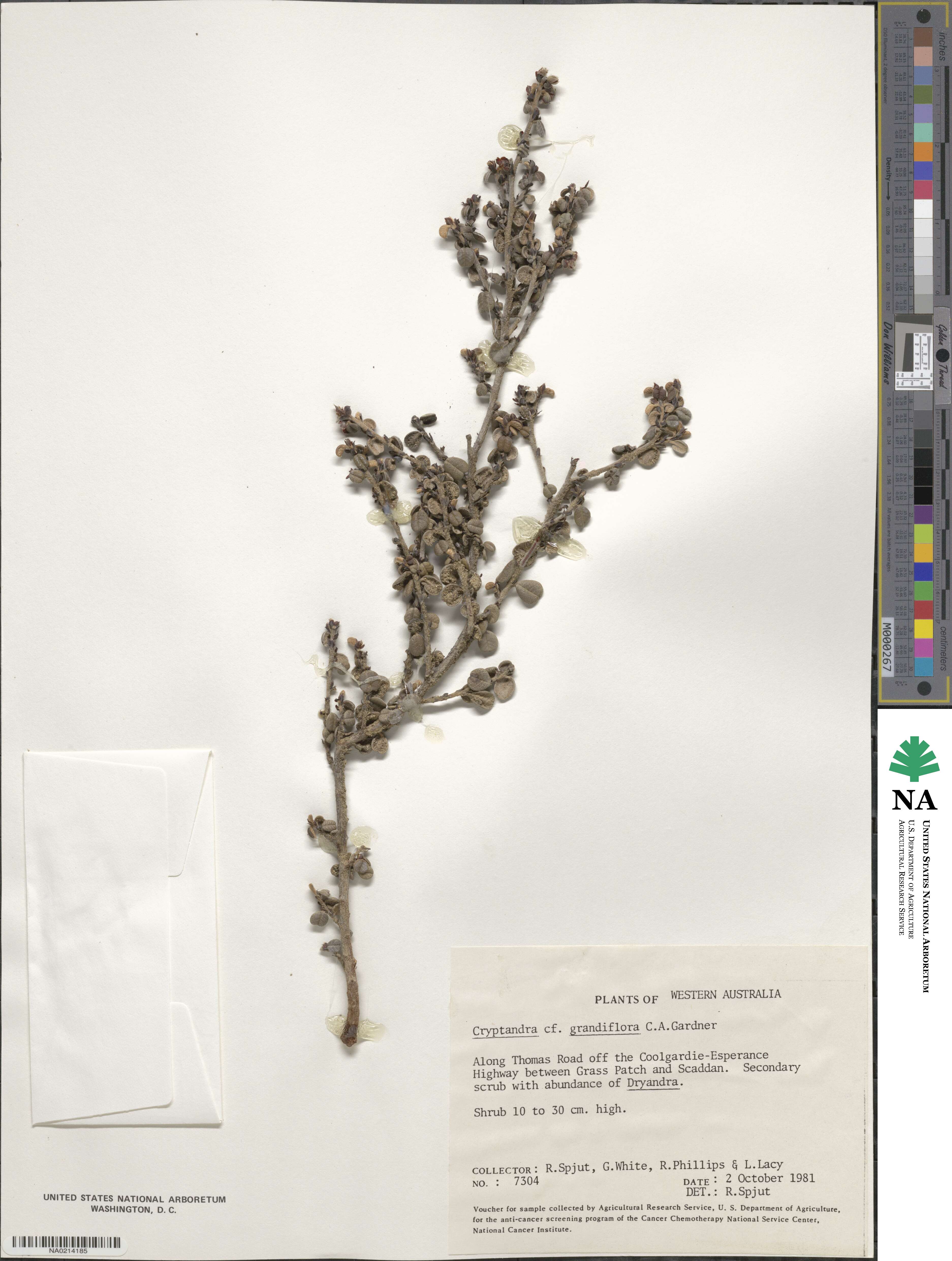 Papistylus grandiflorus image