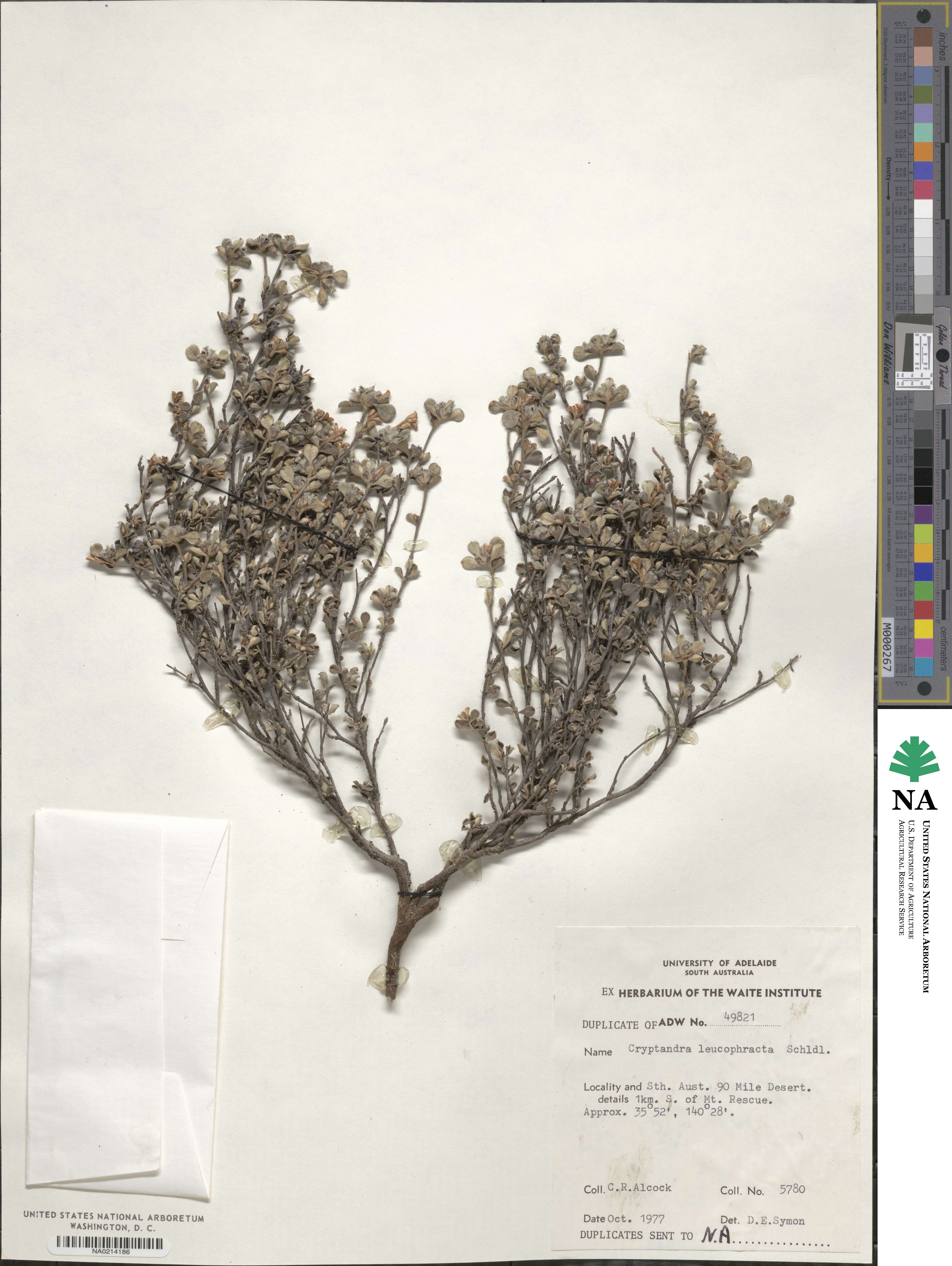 Cryptandra leucophracta image