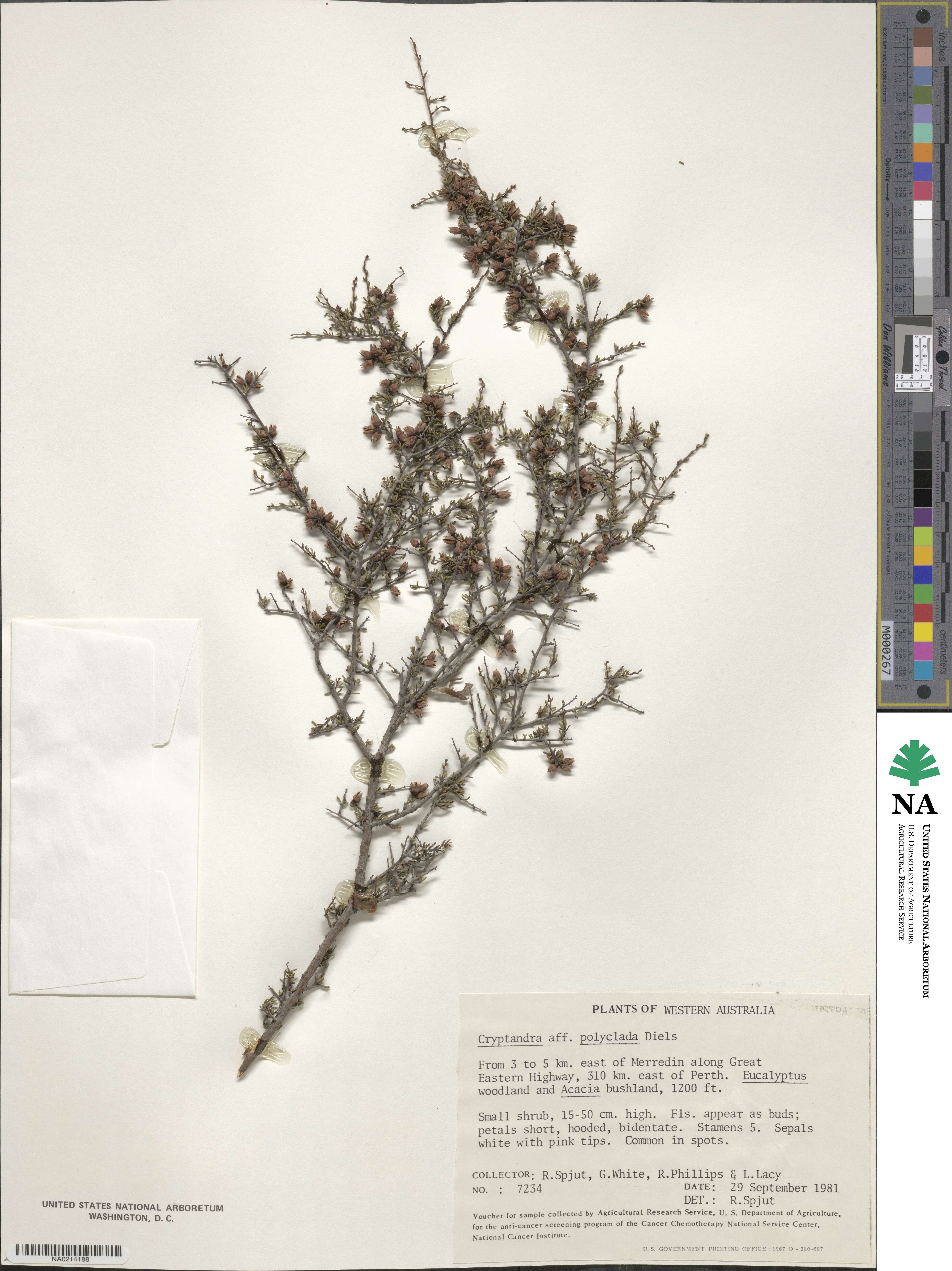 Cryptandra polyclada image