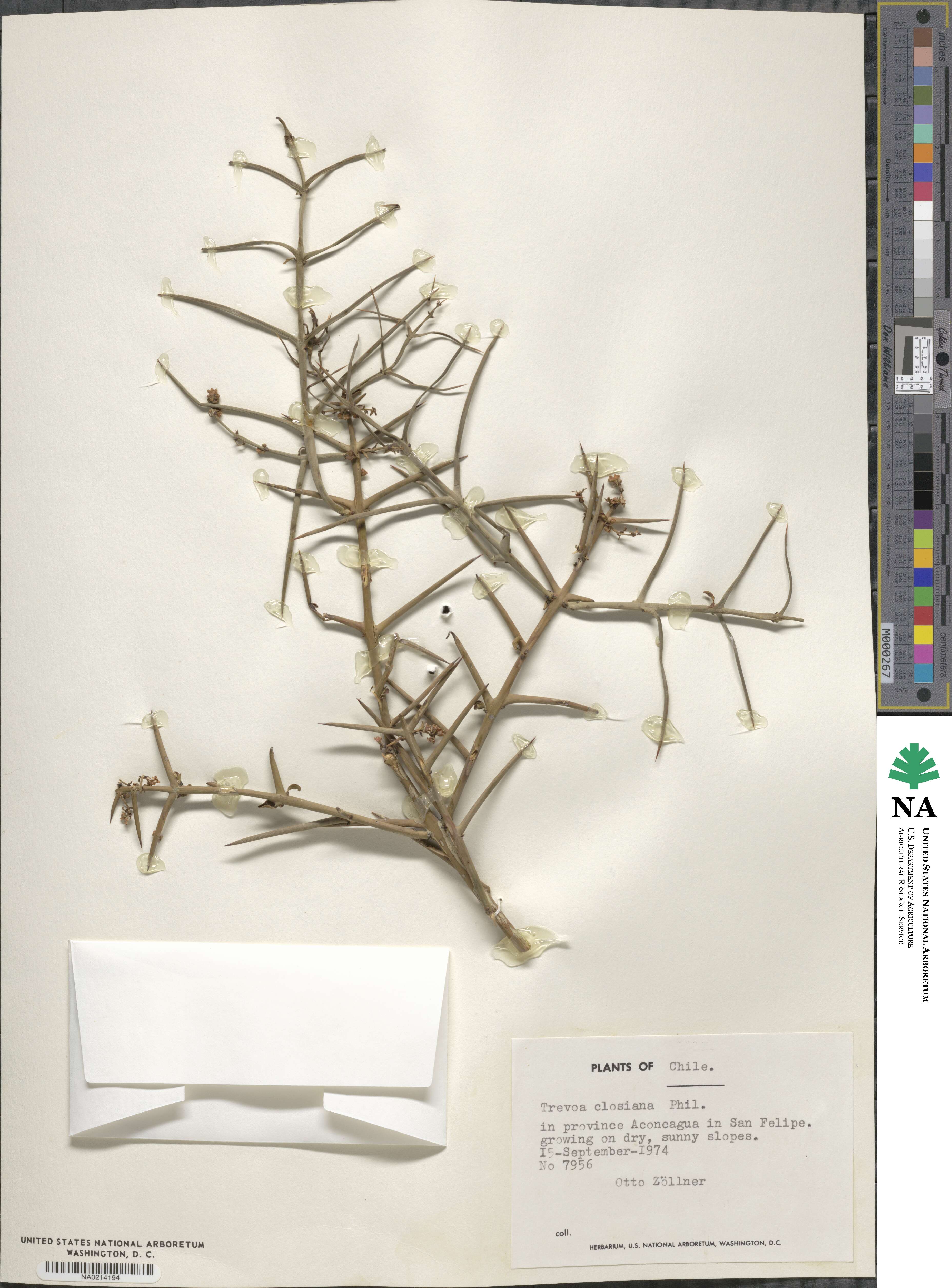 Trevoa quinquenervia image