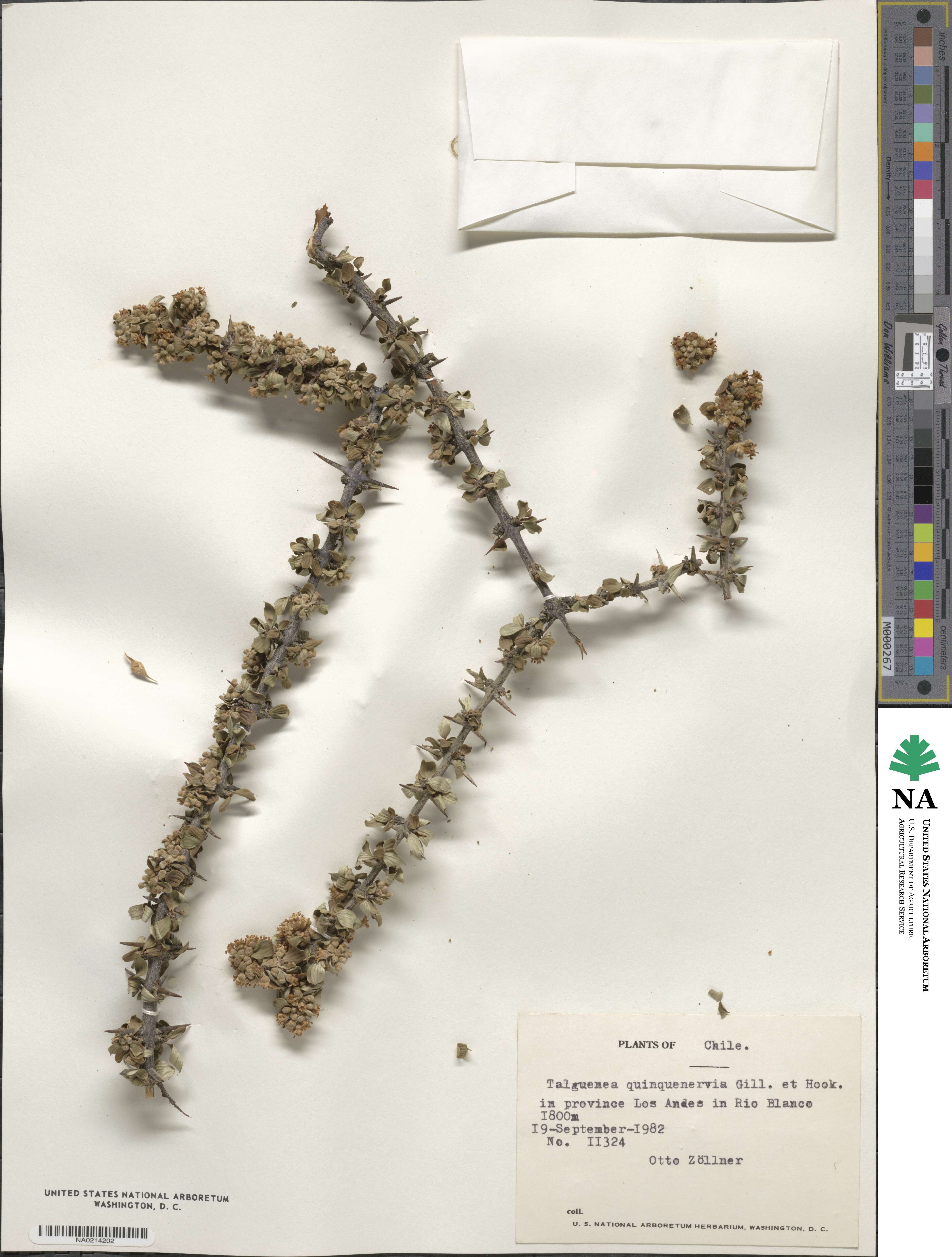 Trevoa quinquenervia image
