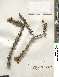 Trevoa quinquenervia image