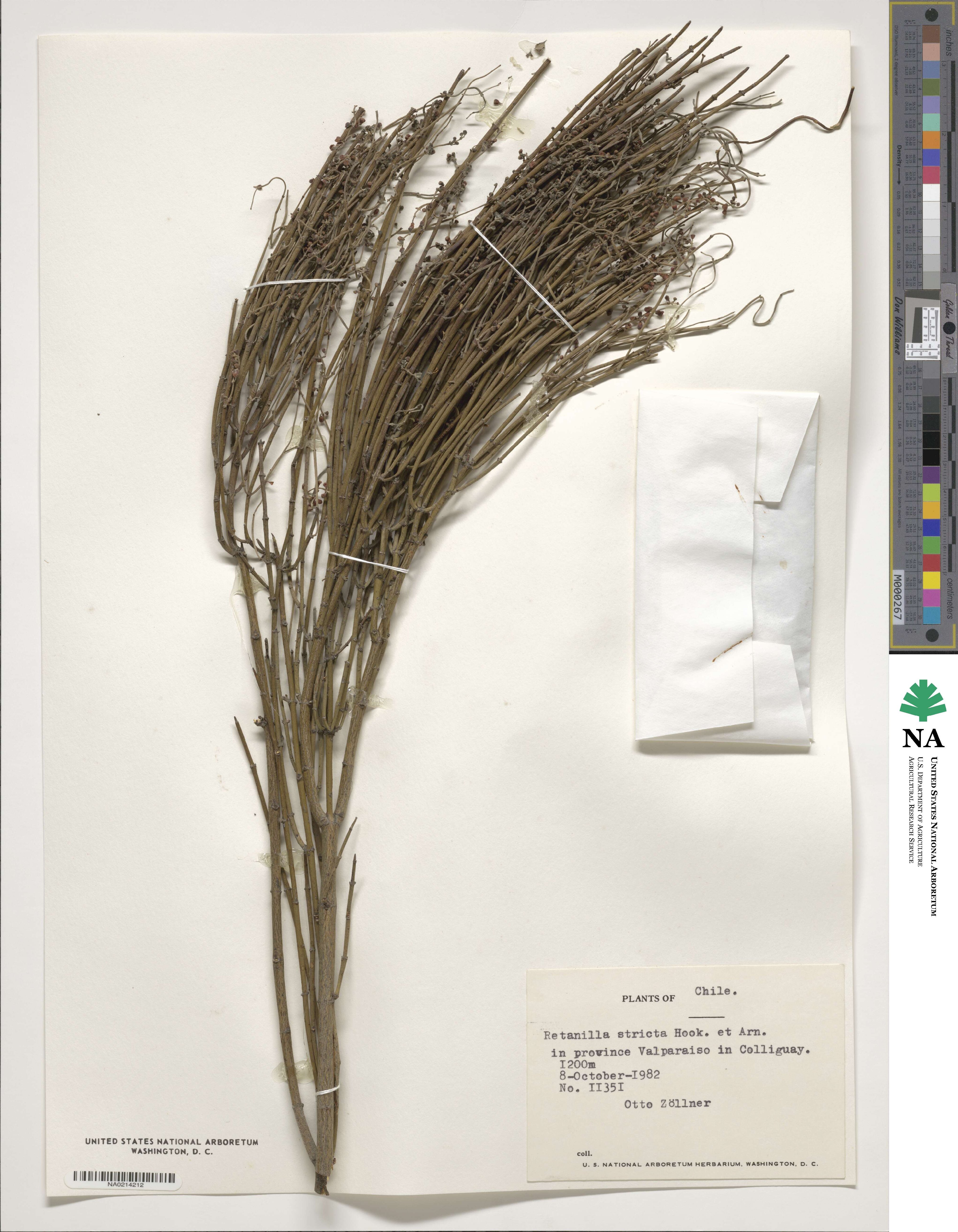 Retanilla stricta image