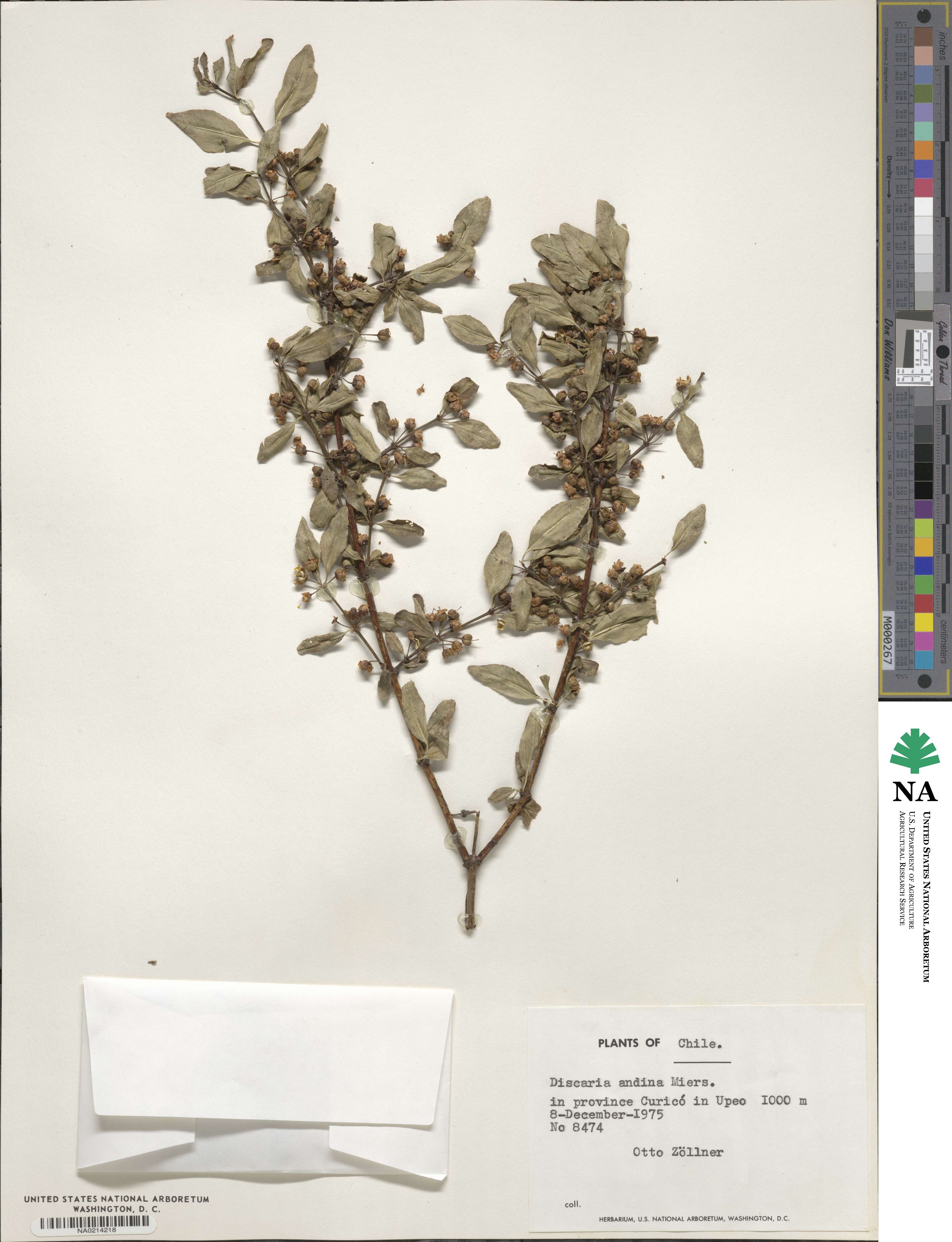 Discaria andina image