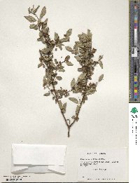 Discaria andina image