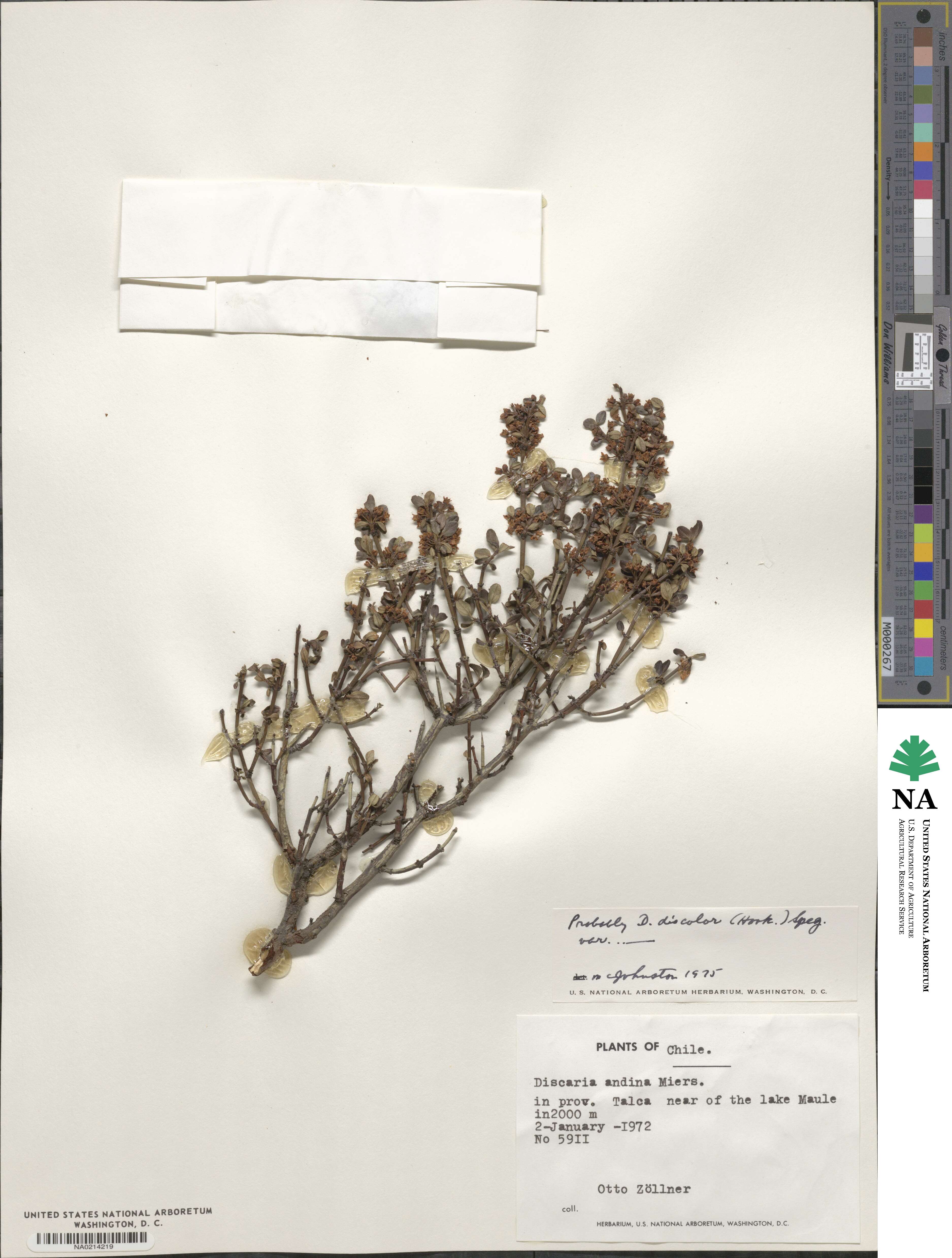 Discaria andina image