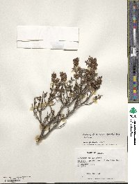 Discaria andina image