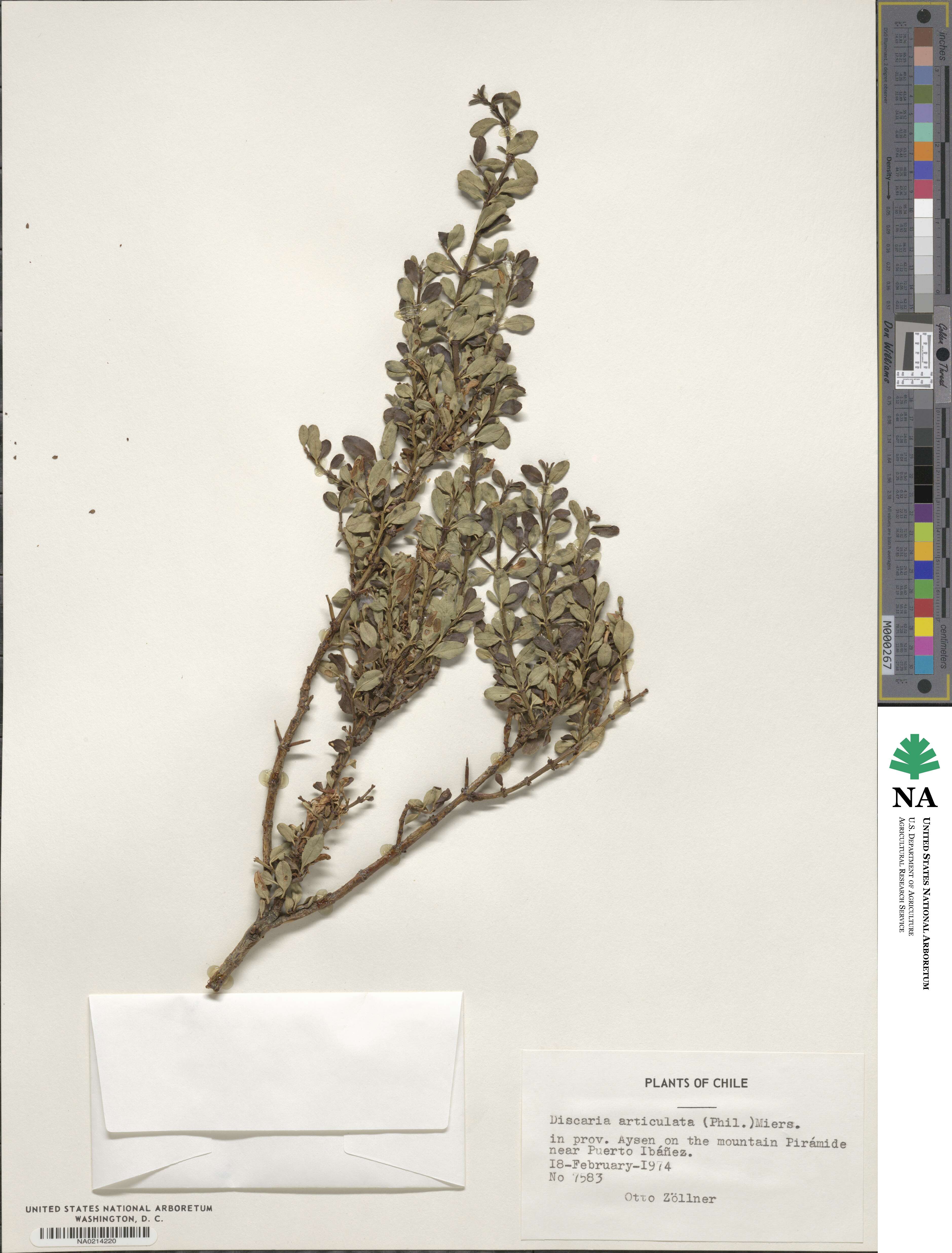 Discaria articulata image