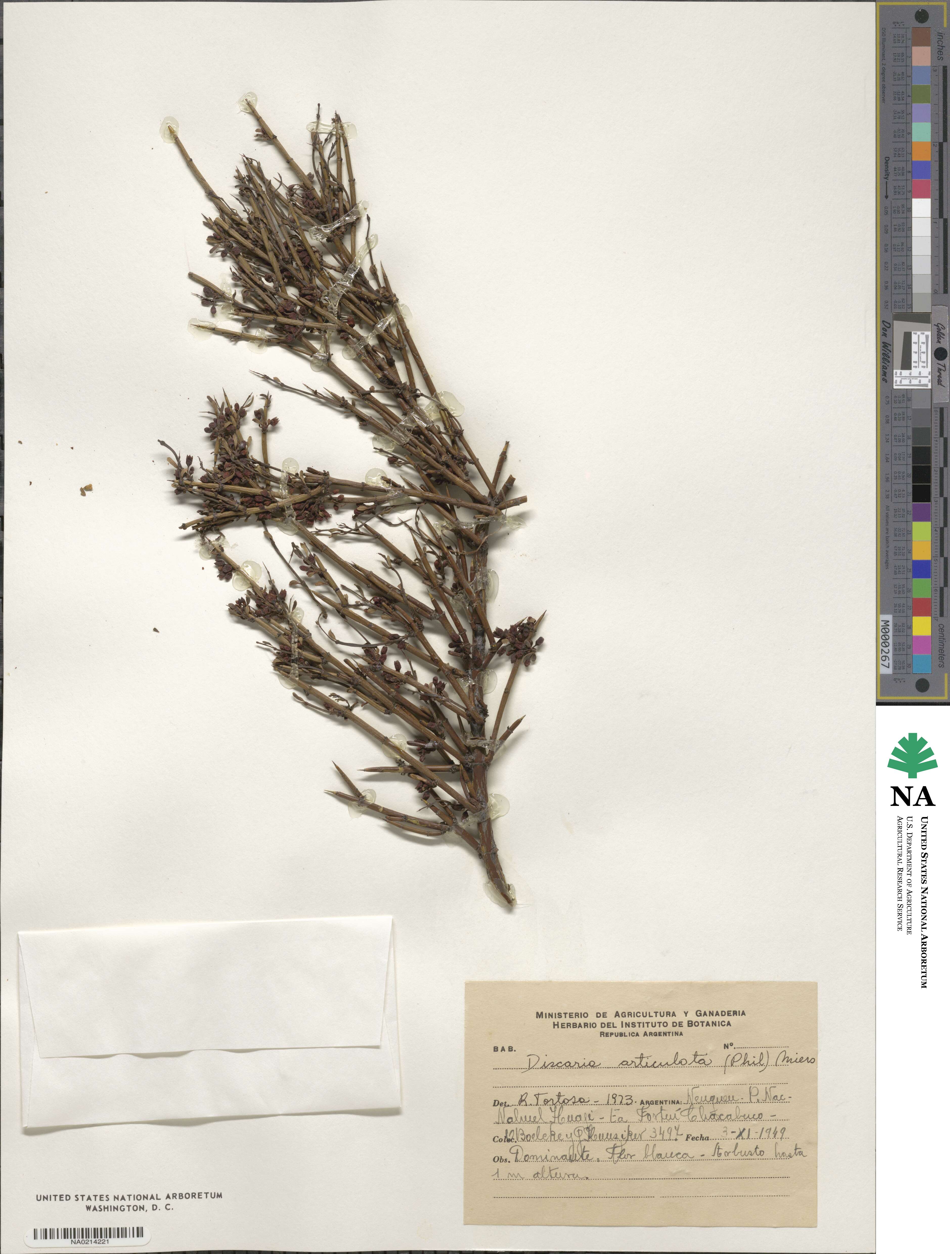 Discaria articulata image