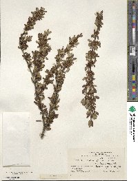 Discaria chacaye image