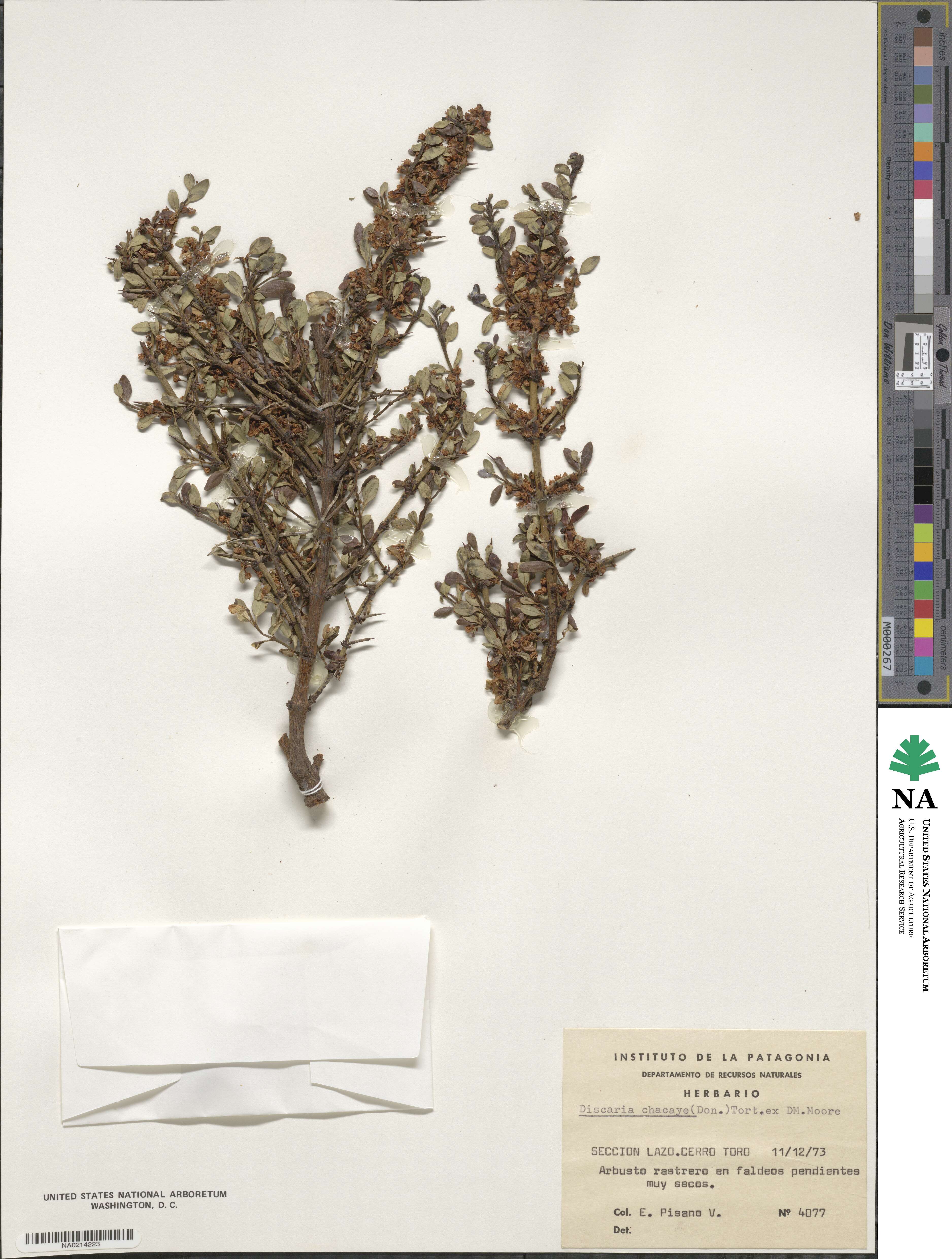 Discaria chacaye image