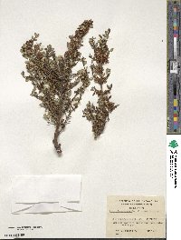 Discaria chacaye image