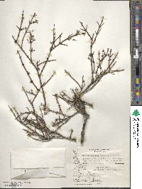 Discaria chacaye image