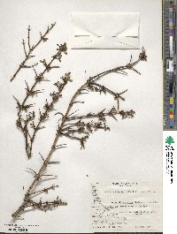 Discaria chacaye image