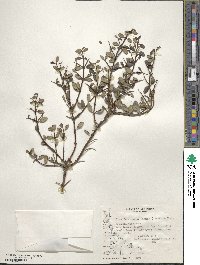 Discaria chacaye image