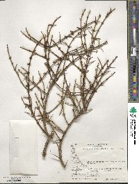 Discaria chacaye image