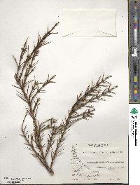 Discaria chacaye image