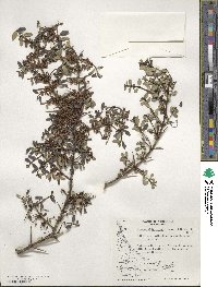 Discaria chacaye image