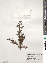 Discaria chacaye image