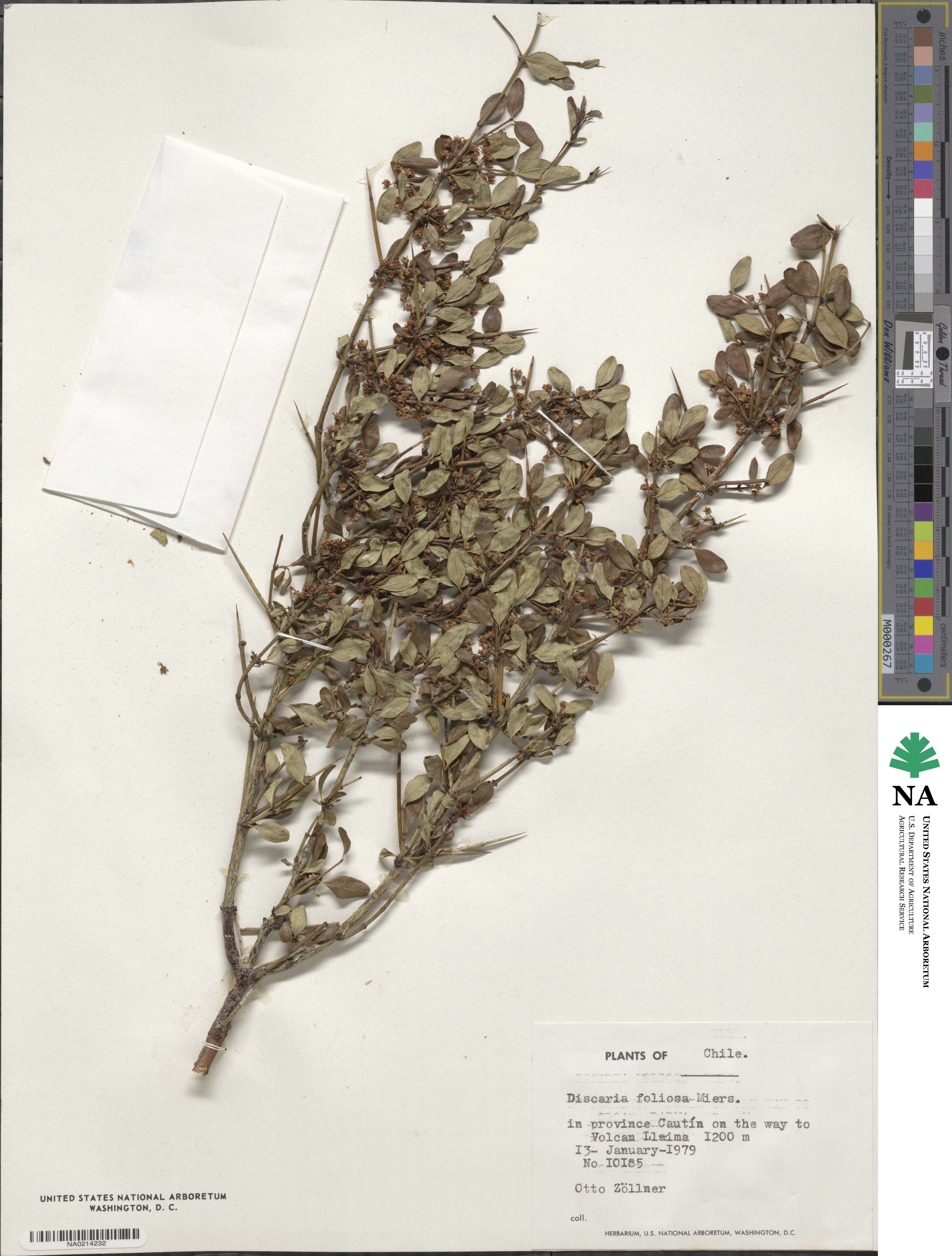 Discaria chacaye image