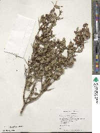 Discaria chacaye image