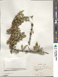 Discaria chacaye image