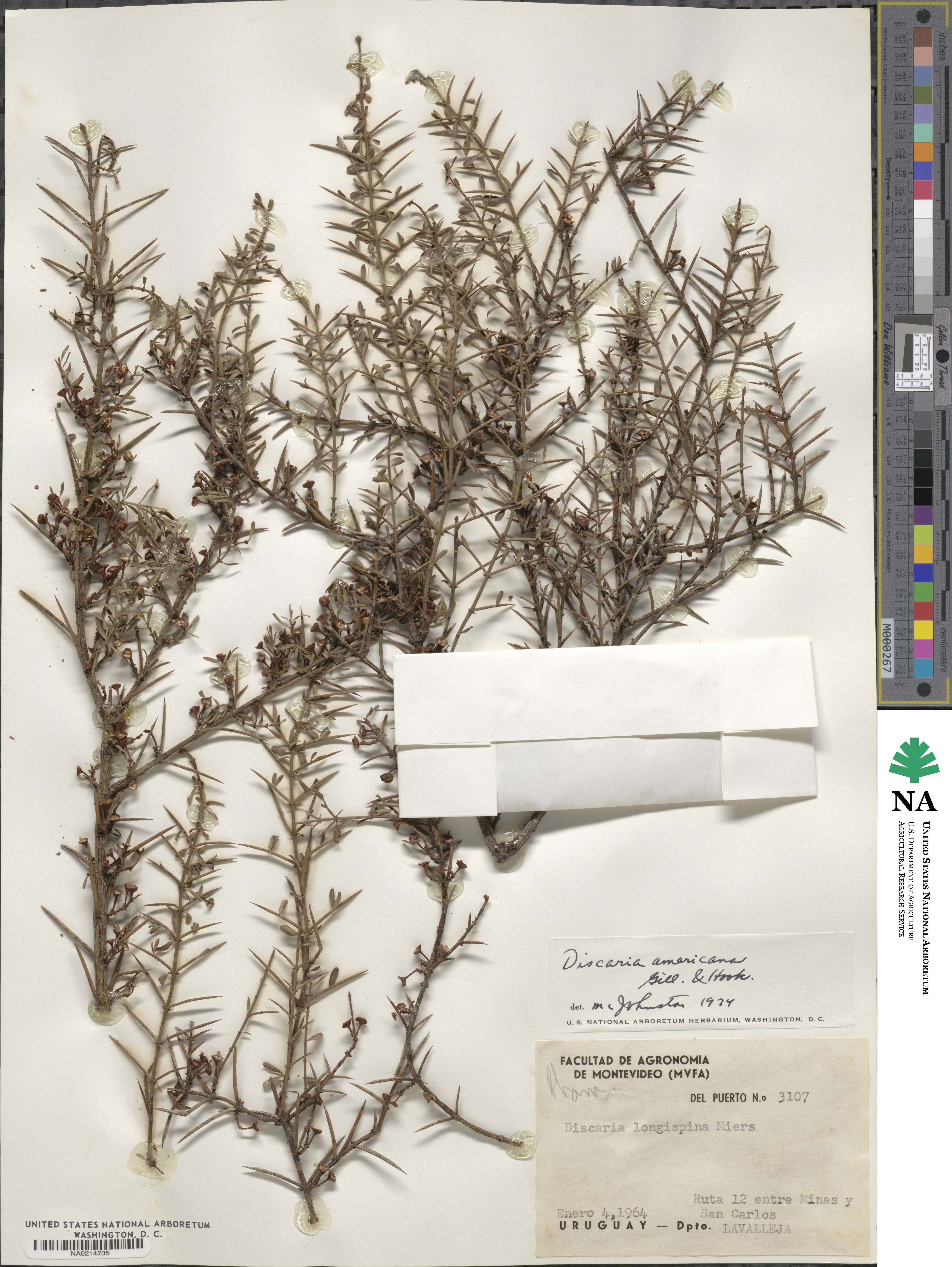 Discaria americana image