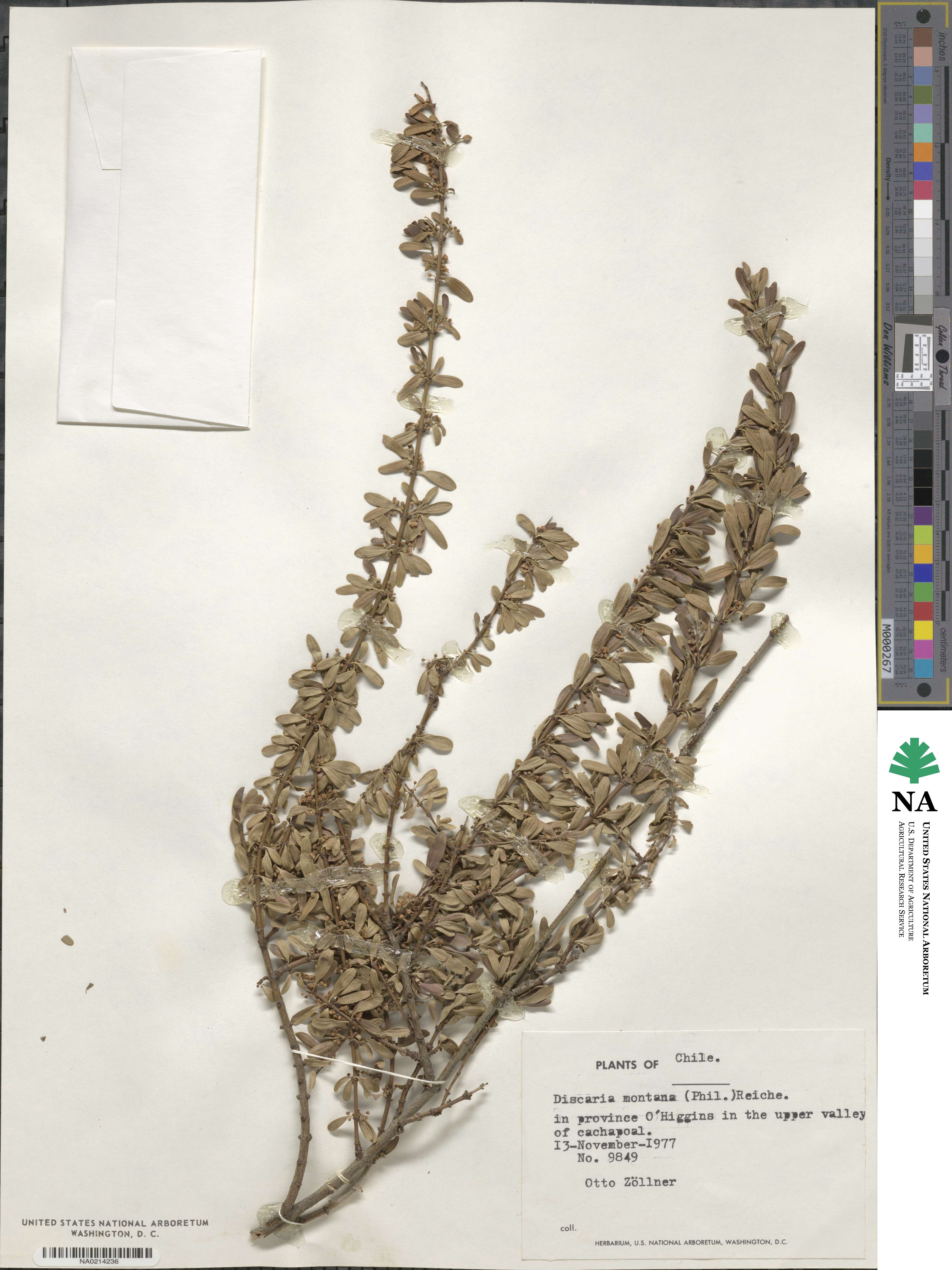 Discaria chacaye image
