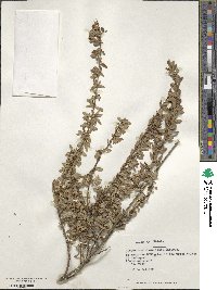Discaria chacaye image
