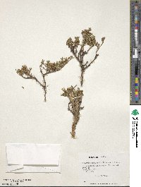 Discaria nana image