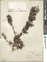 Discaria chacaye image