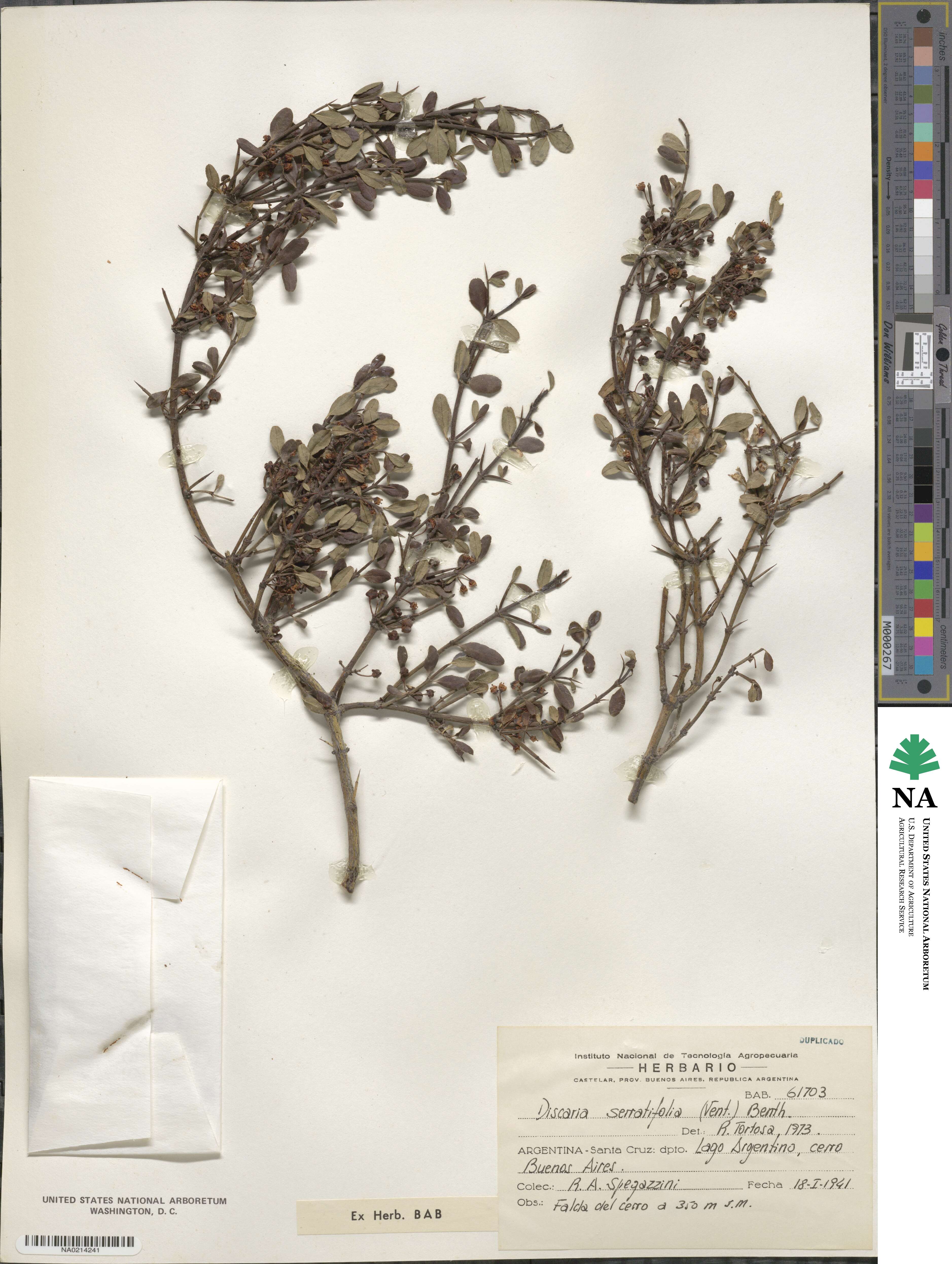 Discaria chacaye image