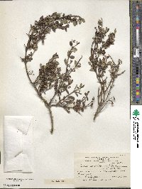 Discaria chacaye image