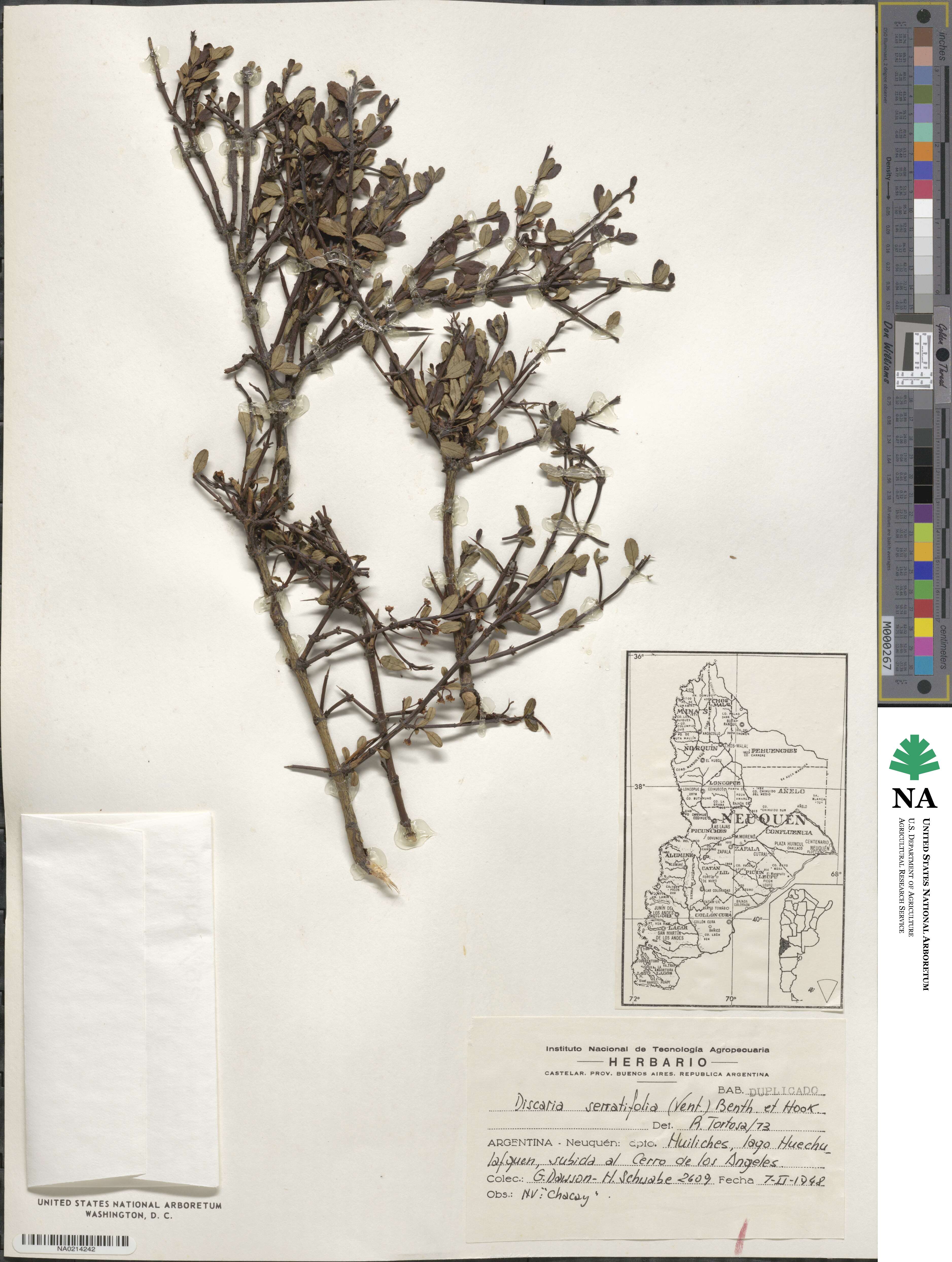 Discaria chacaye image