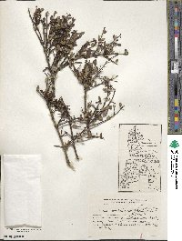 Discaria chacaye image