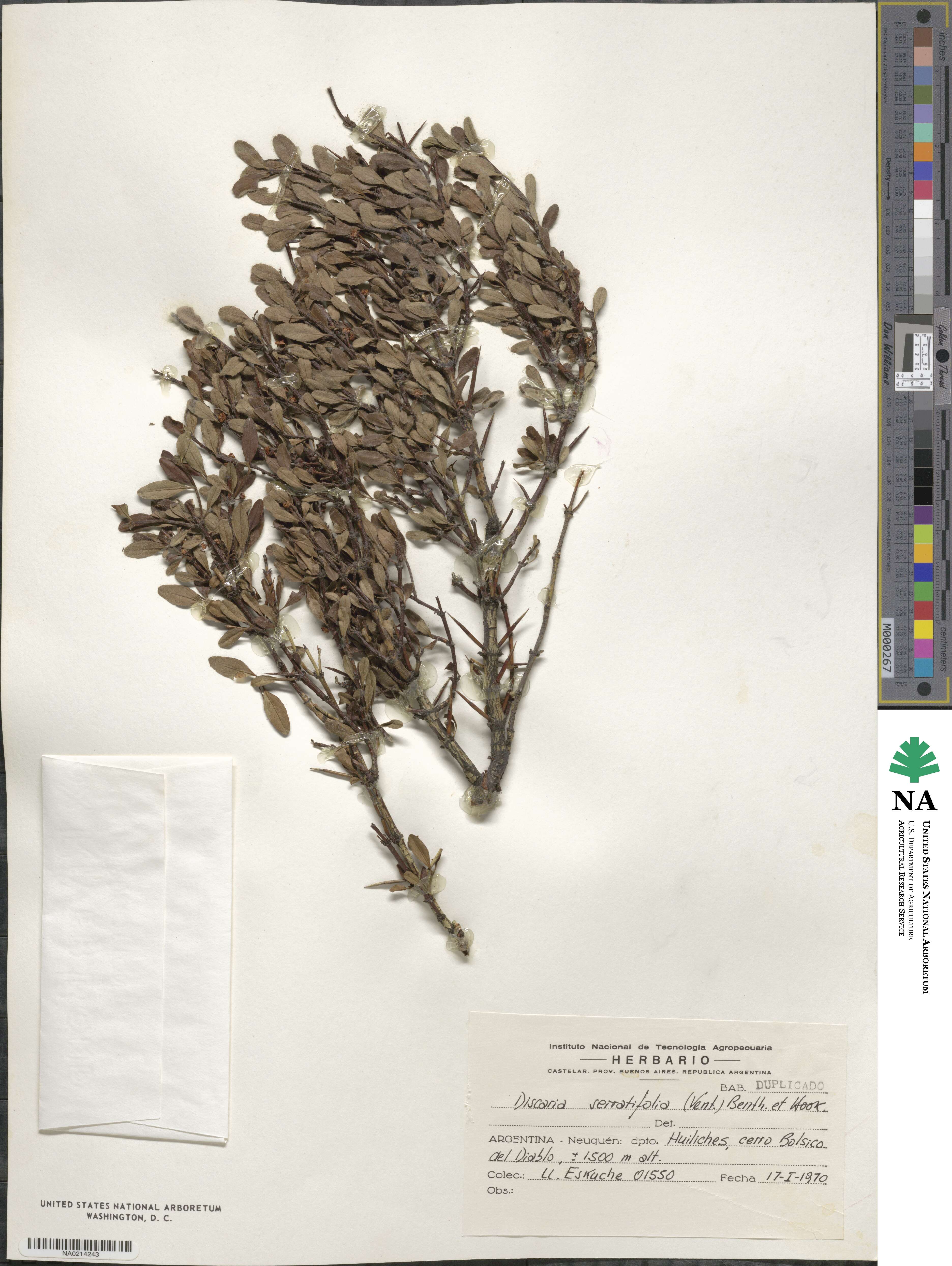 Discaria chacaye image
