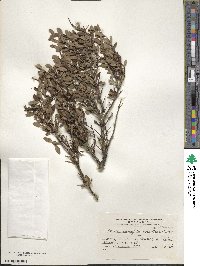 Discaria chacaye image