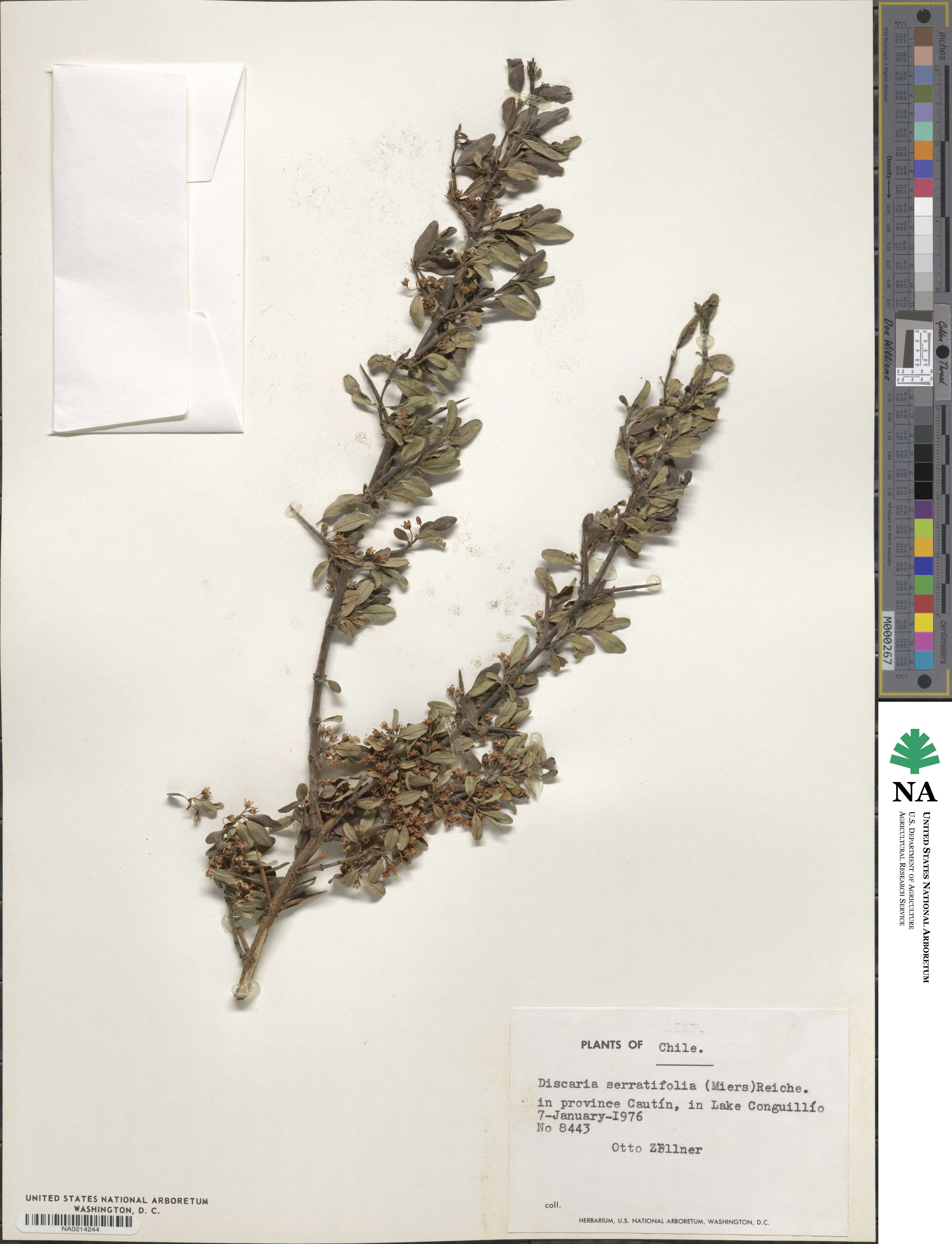 Discaria chacaye image