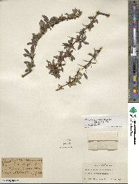 Discaria chacaye image