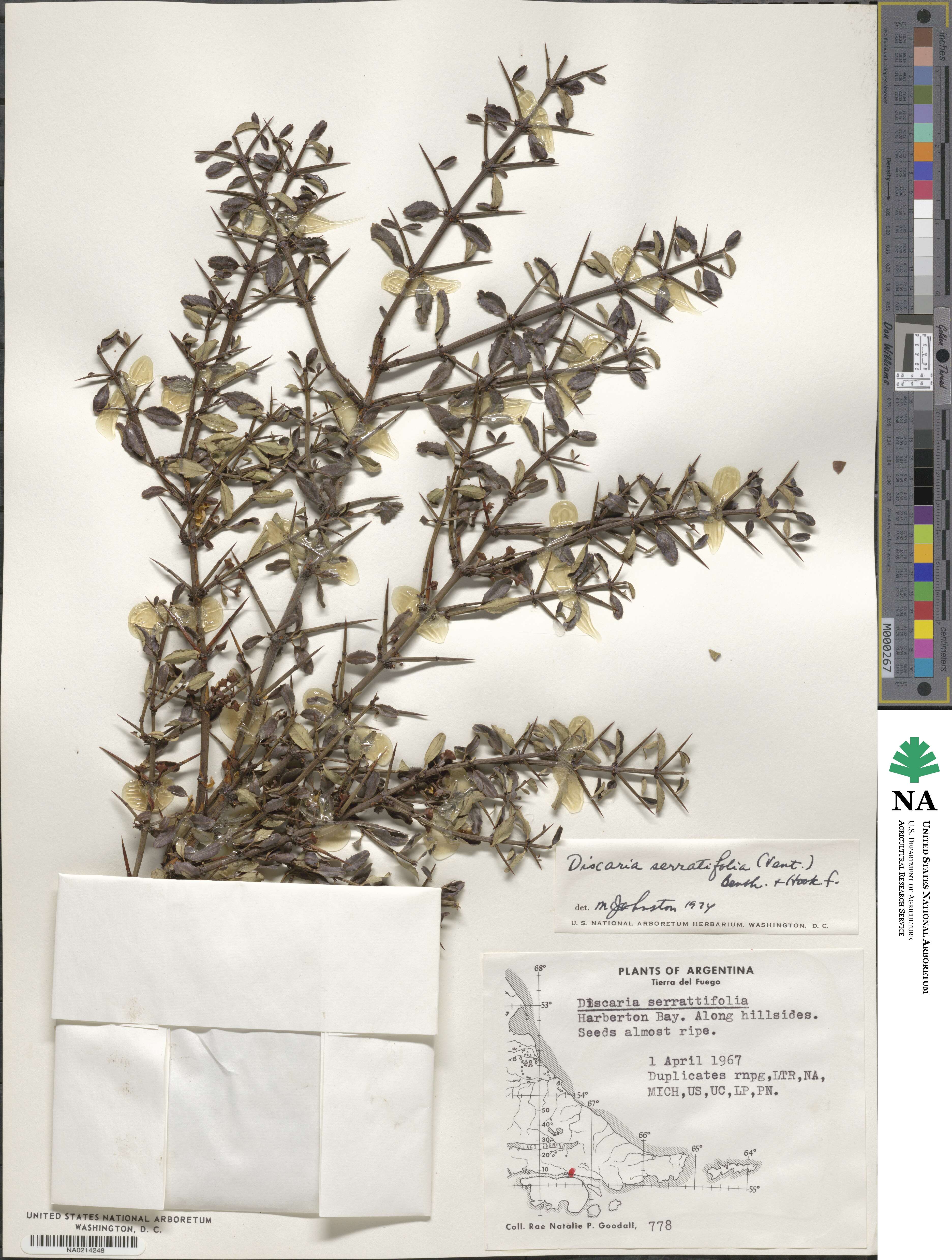 Discaria image