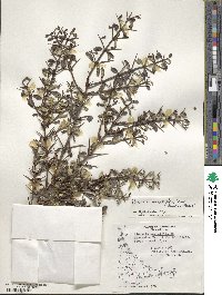 Discaria chacaye image