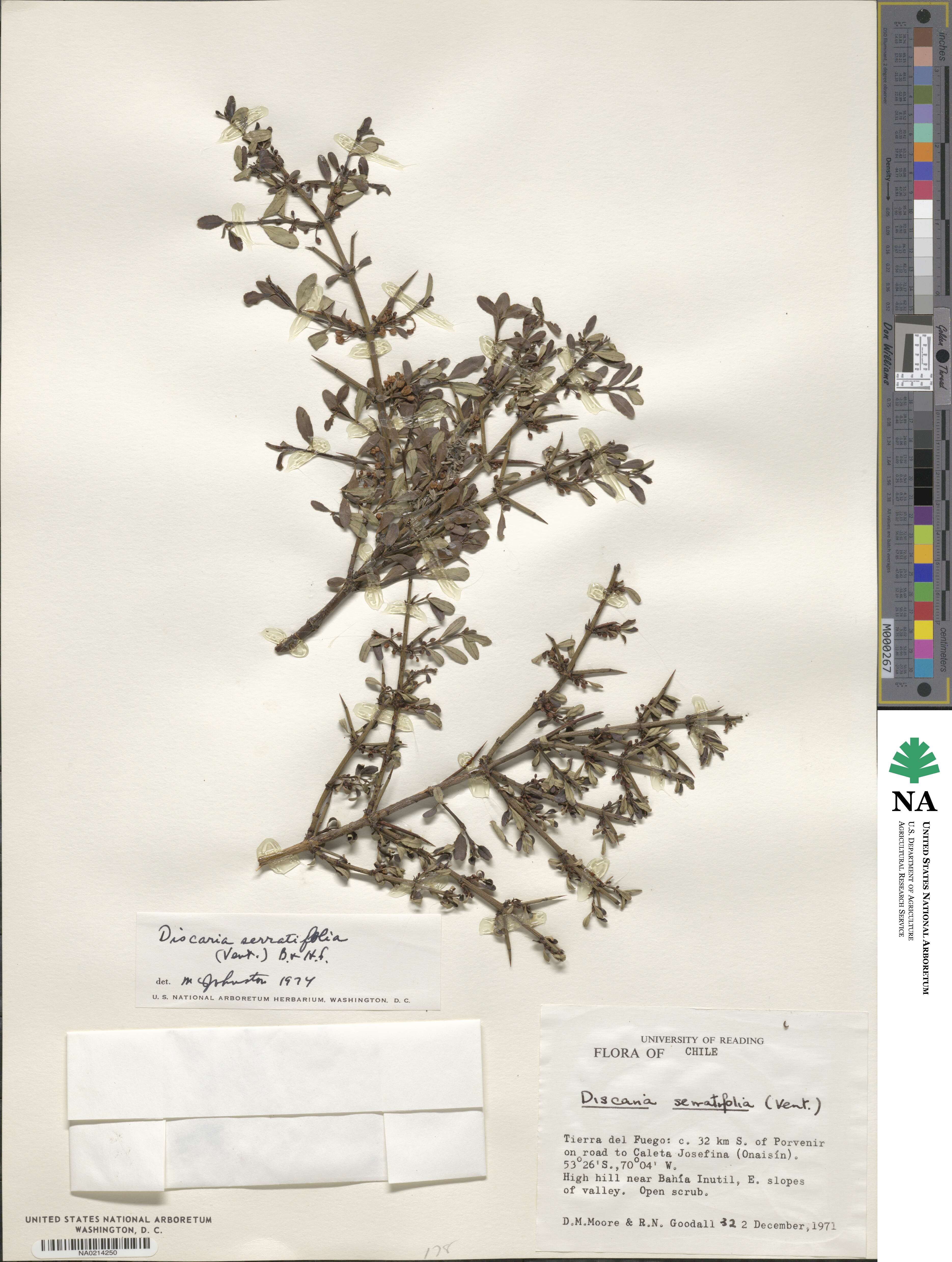 Discaria chacaye image