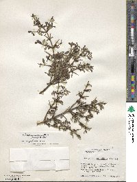Discaria chacaye image
