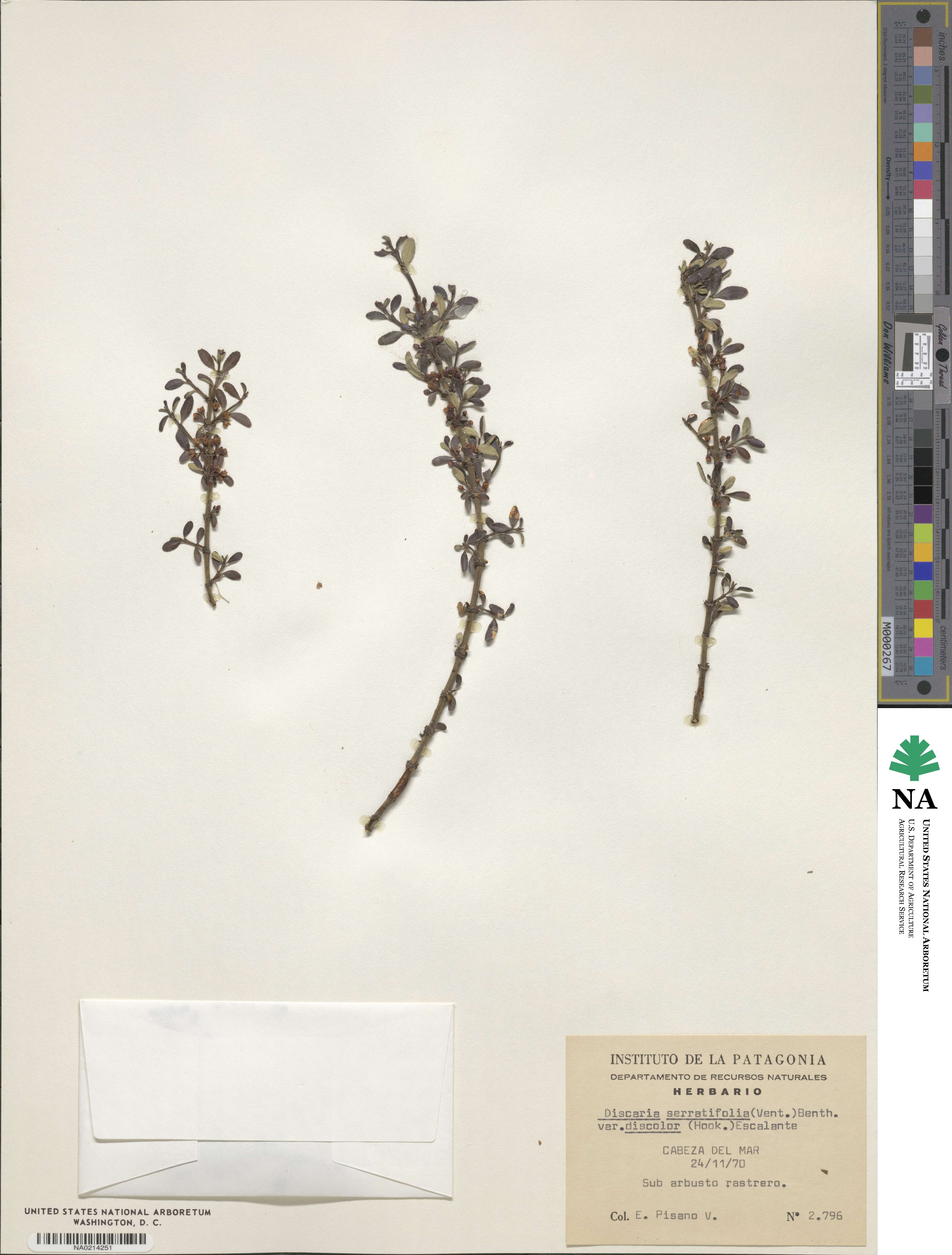 Discaria chacaye image