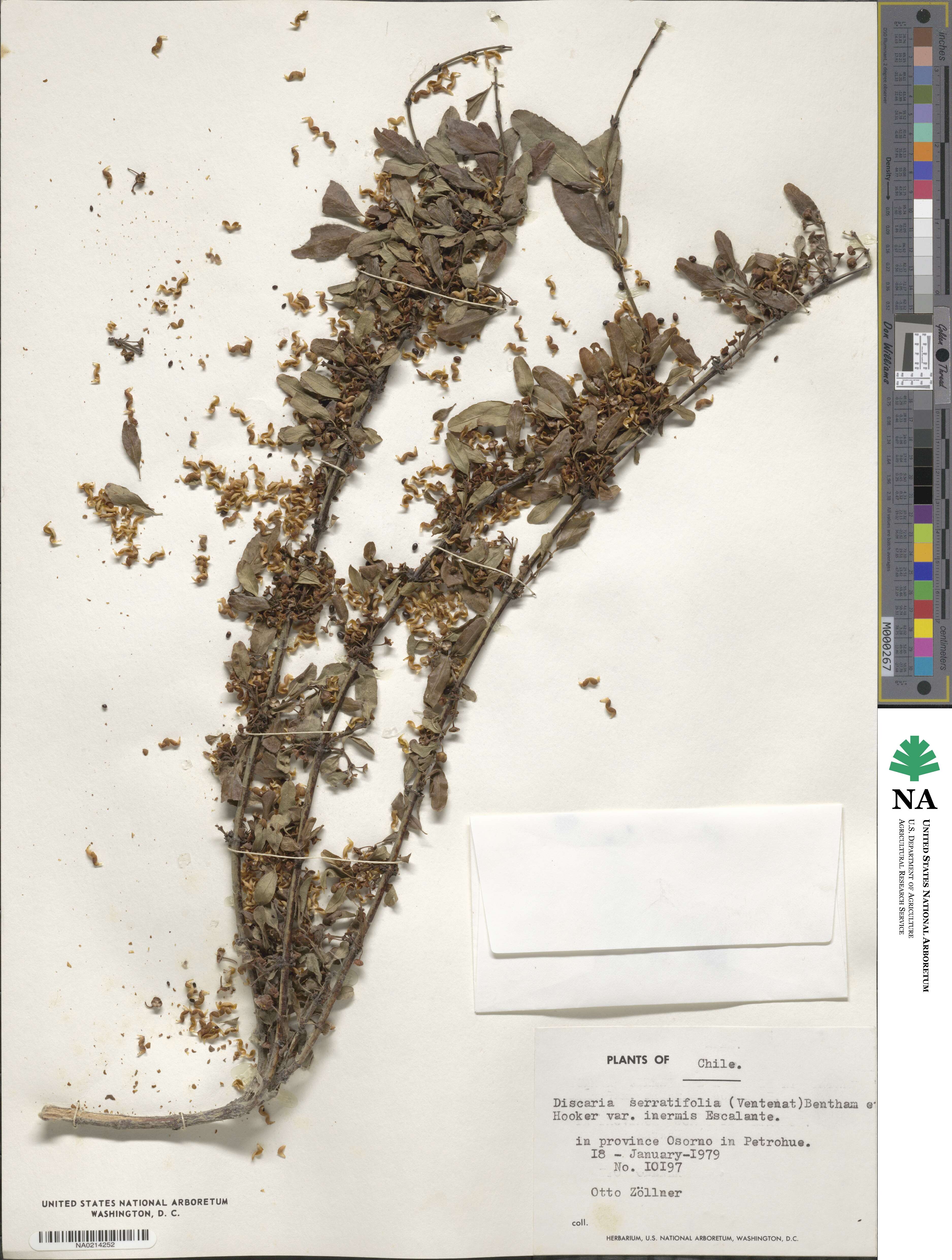 Discaria chacaye image