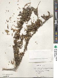 Discaria chacaye image