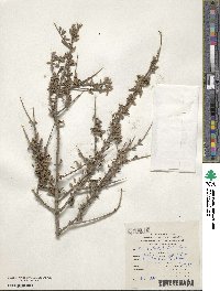 Chacaya trinervis image